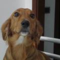 https://it.holidog.com/ImagesPetSitters/7356E2F6-C38C-49B8-840A-A19866DA981A_square_120.jpg L'amore-per-gli-animali--è-immenso-25460-3