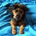 https://it.holidog.com/ImagesPetSitters/735DD74E-6562-40C3-A66D-A8FAD0FDDA0F_square_120.jpg Amici-a-quattro-zampe-108156-3