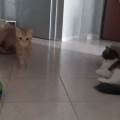 https://it.holidog.com/ImagesPetSitters/75653CC9-2FC3-4F7B-812A-8CDD3616BDE4_square_120.jpg 370959-3