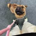 https://it.holidog.com/ImagesPetSitters/77A6C05C-E2D1-4D9F-A670-6759FC99B933_square_120.jpg 370405-2