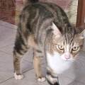 https://it.holidog.com/ImagesPetSitters/78E87992-3CEA-4D94-A2CF-3AEC1C11F572_square_120.jpg Accudisco-pets-a-domicilio!-374384-2