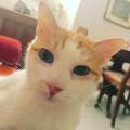 https://it.holidog.com/ImagesPetSitters/7930D7C4-1AEB-455A-AA64-93951E0CC389_square_120.jpg Cats-&-dogs-love-117809-2