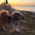 https://it.holidog.com/ImagesPetSitters/793D3612-420E-4B9C-9090-78790D14B8B0_square_120.jpg Pronto-per-una-passeggiata?-387622-1