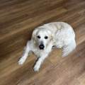 🐾✨Il-tuo-cucciolo-come-a-casa✨🐾-402039-0