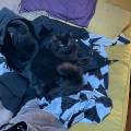 https://it.holidog.com/ImagesPetSitters/795B8839-3E05-4FDE-9161-E09EB949FF61_square_120.jpg Io-&-i-miei-amici-pelosetti-<3-406156-3