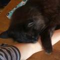 https://it.holidog.com/ImagesPetSitters/7ADB3E91-7459-4577-A84F-55556253B99A_square_120.jpg Pet-sitter-Caserta-41364-3