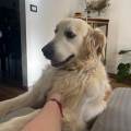 🐾✨Il-tuo-cucciolo-come-a-casa✨🐾-402039-1