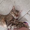 Pet-sitter--400647-1
