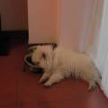 https://it.holidog.com/ImagesPetSitters/7B9CC8C3-7982-409F-AAAC-28645B544E78_square_120.jpg Amy-e-Mayra-34385-1