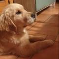Amante-dei-quattro-zampe-🐾💓-403666-0