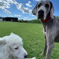https://it.holidog.com/ImagesPetSitters/7DBC490A-1215-434F-8E78-941A158CB16B_square_120.jpg 391506-0