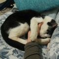 https://it.holidog.com/ImagesPetSitters/7E102241-6913-49DC-96AC-EE7C0AA606B7_square_120.jpg Pets-Lover-18944-3