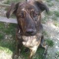 https://it.holidog.com/ImagesPetSitters/7E578B15-E025-4432-8E84-0AE36D74F33F_square_120.jpg Amica-degli-animali-16753-0