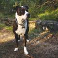 https://it.holidog.com/ImagesPetSitters/7EBBA0C2-B986-4A26-8069-49041B820C3D_square_120.jpg Amante-dei-cani-30767-0