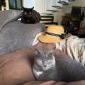https://it.holidog.com/ImagesPetSitters/7F8E6623-6FFB-4428-BE3C-56144928A2DD_square_120.jpg Ottima-compagnia-per-cani-e-gatti-90056-3