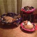 Purrfect-Petsitter-30991-1