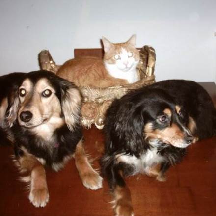 Vera U Divano E Coccole Per Tutti Pensione Per Cani A Massa