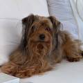 petsitter stranger