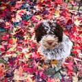 https://it.holidog.com/ImagesPetSitters/800EACF3-9C89-460A-A158-DCA75C822166_square_120.jpg Dog-sitter-ed-educatrice-cinofila-209708-3