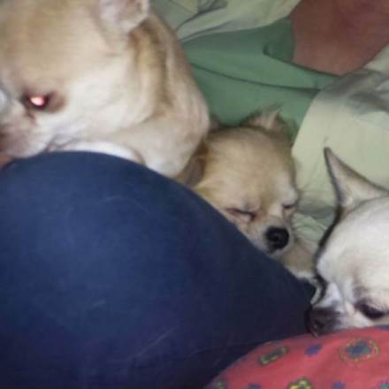 Vera U Divano E Coccole Per Tutti Pensione Per Cani A Massa