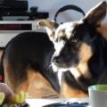 https://it.holidog.com/ImagesPetSitters/821A1A73-EEC7-440E-B10E-68956F5BAB01_square_120.jpg Un-Amico-Sicuro-7058-1