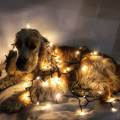 https://it.holidog.com/ImagesPetSitters/82DC6707-E55A-47BE-A997-ACEAB91B3DE1_square_120.jpg Uno-di-noi-31084-2