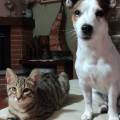 https://it.holidog.com/ImagesPetSitters/82ECCC1A-8F88-4F7D-939D-B55435D6F55C_square_120.jpg Coccole-e-passeggiate-con-Letizia--380242-1