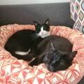 Sara-Petsitter--378355-3
