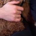https://it.holidog.com/ImagesPetSitters/8496AB79-A811-480C-919E-B6A4CD9E8FE4_square_120.jpg Love-for--animals-🐈🐕❤️-236275-0