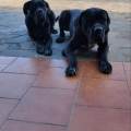 Offro-servizio-di-dog-sitting--225732-0