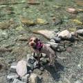 Dog-sitter-a-Gussago!-387557-3
