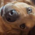 https://it.holidog.com/ImagesPetSitters/87B99E5D-B5CE-4014-93D5-F2240ECC66FC_square_120.jpg Dog-sitting-dal-1°-al-20-agosto-408691-1