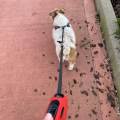 https://it.holidog.com/ImagesPetSitters/87CAA482-7A04-4859-8CBB-ADDC49B4993D_square_120.jpg Studentessa-medicina-veterinaria--329006-1