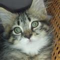 https://it.holidog.com/ImagesPetSitters/8866CD91-7981-4F30-A720-2F7B54A46D16_square_120.jpg Il-proprio-animale-28780-0