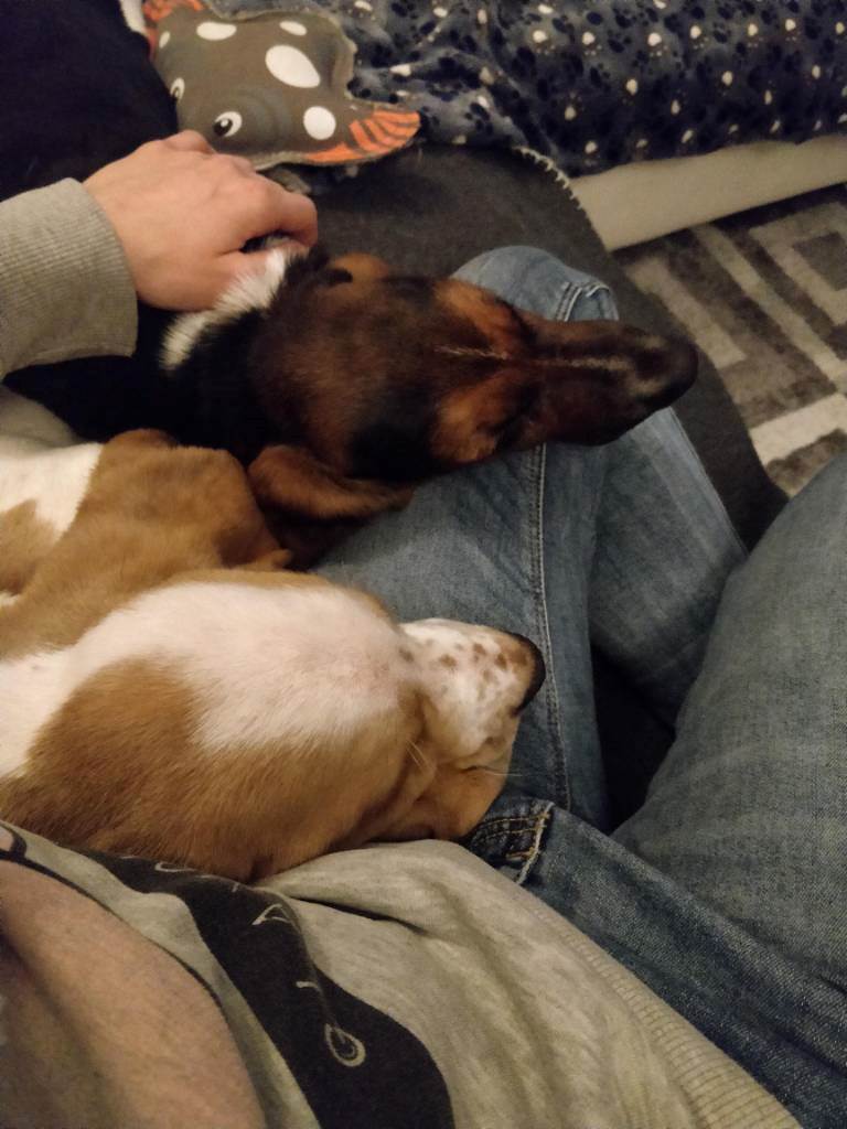 dog-sitter bz tononi 22a75edc-a58b-4226-b261-b6c559755eca