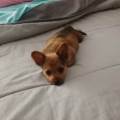 https://it.holidog.com/ImagesPetSitters/89E5B7ED-D68D-40EE-A7BC-1E5B736AE7B7_square_120.jpg Relax-e-aria-aperta-288221-1