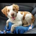 https://it.holidog.com/ImagesPetSitters/8C2D4AFE-EC2E-4FF0-A388-14C9857E71F9_square_120.jpg 118291-1