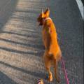 https://it.holidog.com/ImagesPetSitters/8D5F3630-983E-4E3E-8932-29F441B3D5EC_square_120.jpg 413680-1