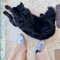 Pet-sitter--400647-2