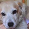 DOG-SITTER---Paradiso-per-pet-275532-1