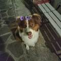 https://it.holidog.com/ImagesPetSitters/8F766656-DB56-48BB-A92F-F8265E9EA4D9_square_120.jpg 367793-2