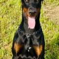 petsitter stranger