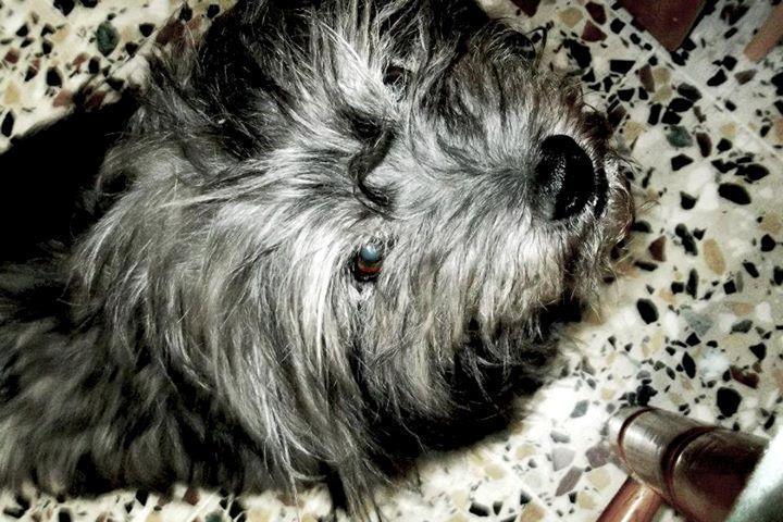 dog-sitter al daniela 6c6b109a-5f2d-4d62-91b8-bd77b219d4c0