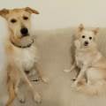 petsitter stranger