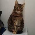 petsitter stranger