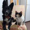 https://it.holidog.com/ImagesPetSitters/9066F2E9-9900-4E04-AAEE-9F2E2F01B8C4_square_120.jpg Amanti-dei-animali-307048-2