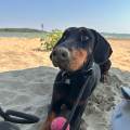 petsitter stranger