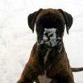 https://it.holidog.com/ImagesPetSitters/93315C58-C998-43A8-8F8A-86F7135FAB7A_square_120.jpg 12824-1