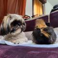 https://it.holidog.com/ImagesPetSitters/9370B921-9C2E-44F7-BC6C-D29F8A383D30_square_120.jpg Pet-Sitter-con-esperienza-400636-1