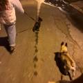Amore-cagnolino-373342-1